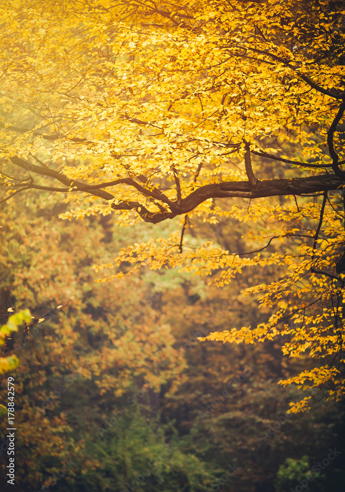 秋天的公园，树上五颜六色的树叶