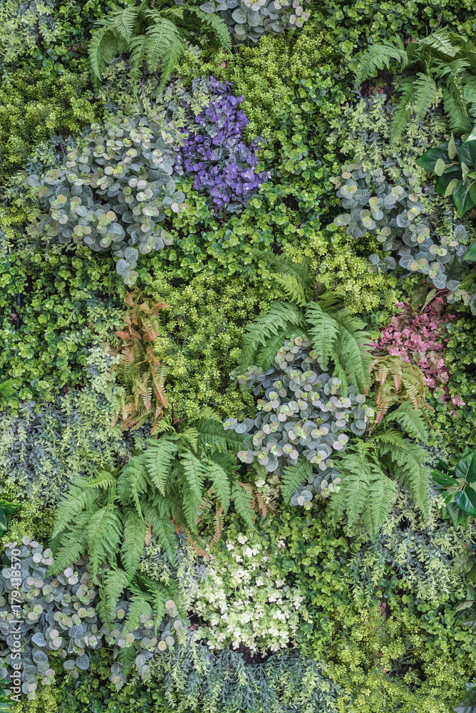 垂直花园墙背景，多种植物
