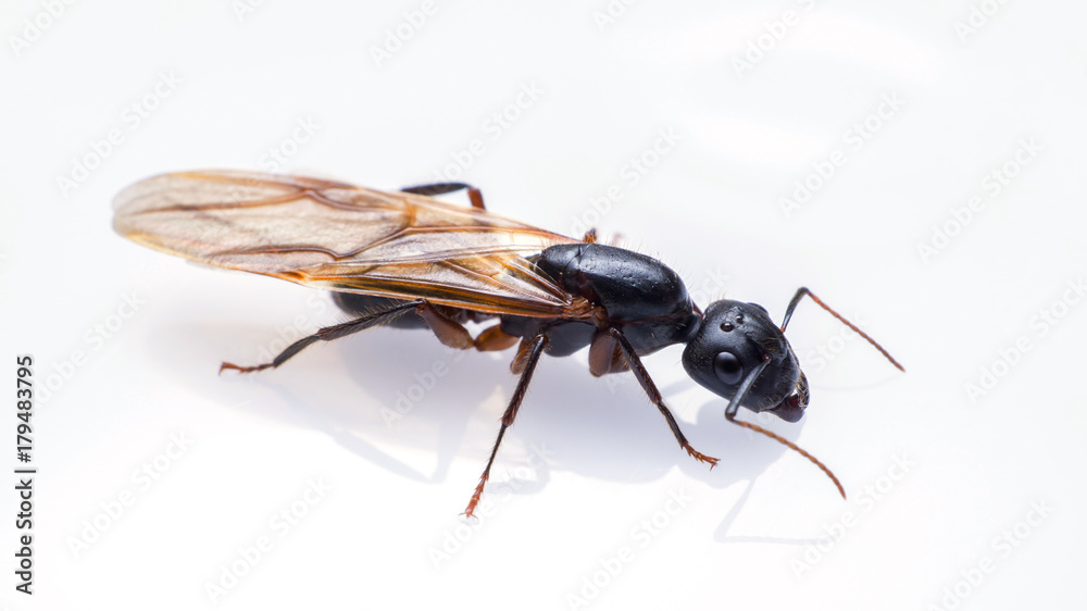 近距离飞行的蚂蚁被隔离在白色背景上。有翅膀的木匠蚂蚁