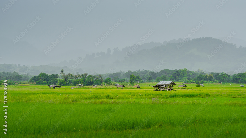 雨季的亚洲稻田和农民小屋，在泰国耕种。农田