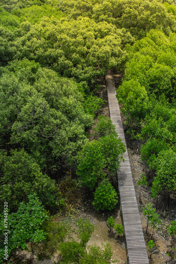 红树林森林中带桥的木地板。俯视图