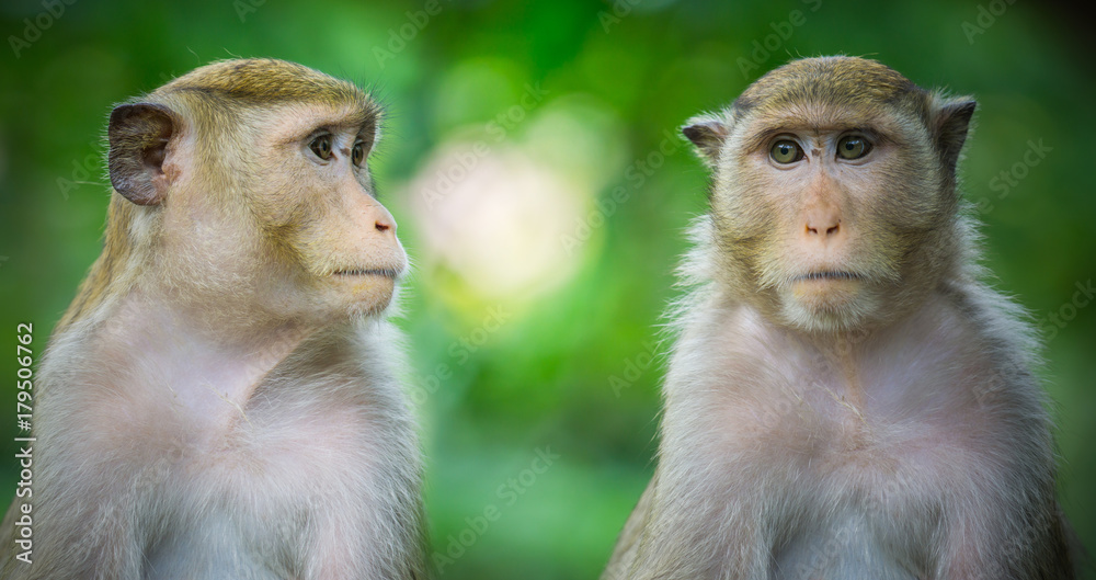 在绿色的自然森林背景中特写两只猴子