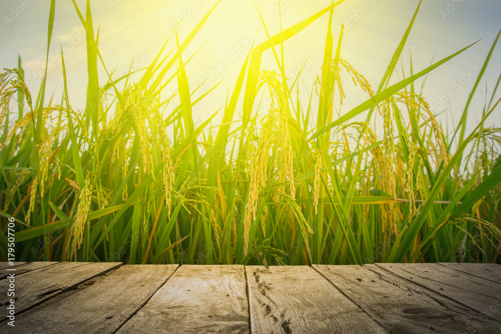 傍晚绿色稻田旁的古老棕色木地板，落日余晖