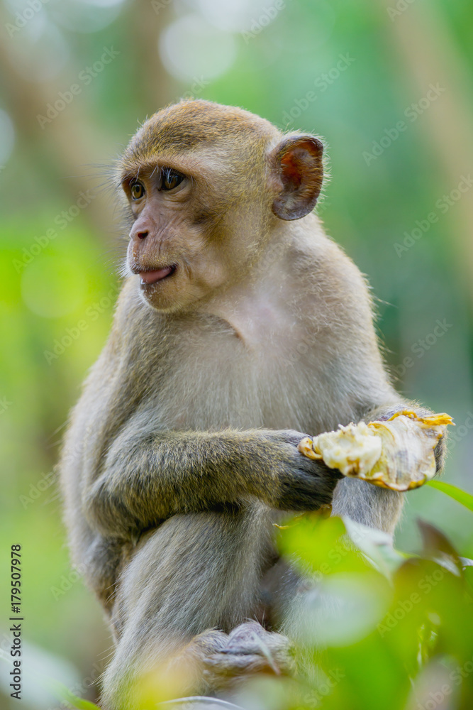 猴子生活在泰国的一片天然森林里。