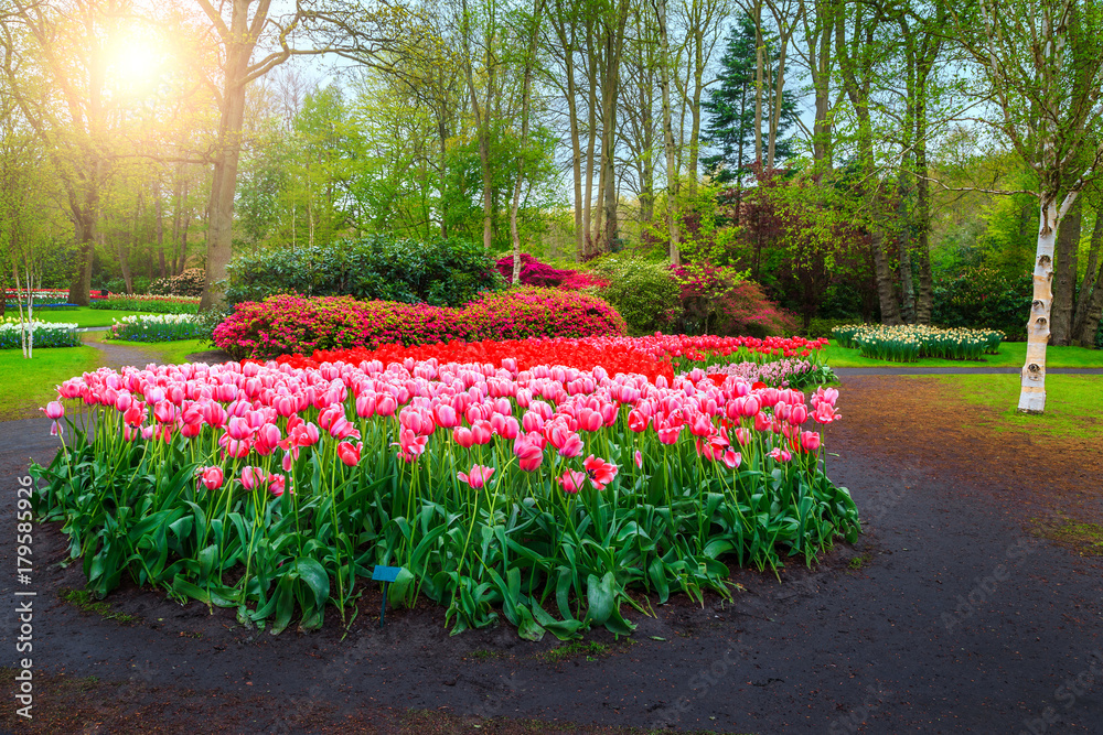 荷兰凯肯霍夫春季花卉花园里五颜六色的郁金香