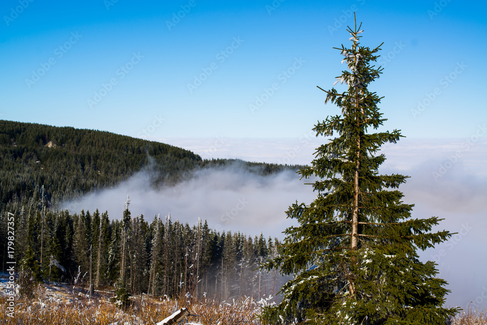 冬季山上有云杉和雾，天空晴朗，景色优美。索菲亚的维托沙山，