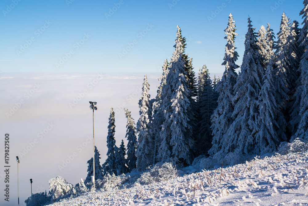 Beautiful view with spruces and fog on winter mountain and clear blue sky. Vitosha mountain, Sofia, 