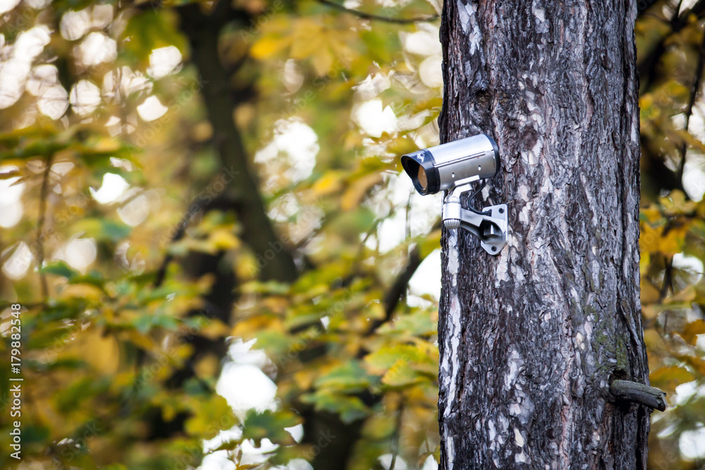 树上的安全摄像头，森林中的监控