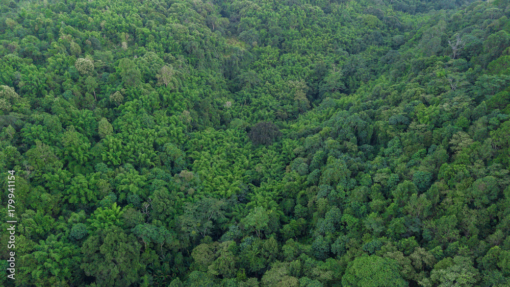 森林鸟瞰图，鸟瞰图中的森林纹理，泰国