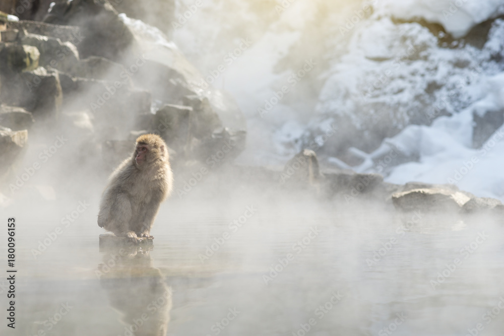 日本中野县森四国丹公园温泉中的日本雪猴猕猴
