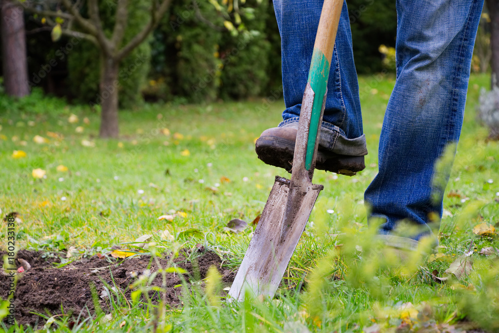 园丁用铁锹在花园里挖掘。一个人用大铁锹挖掘旧草坪。