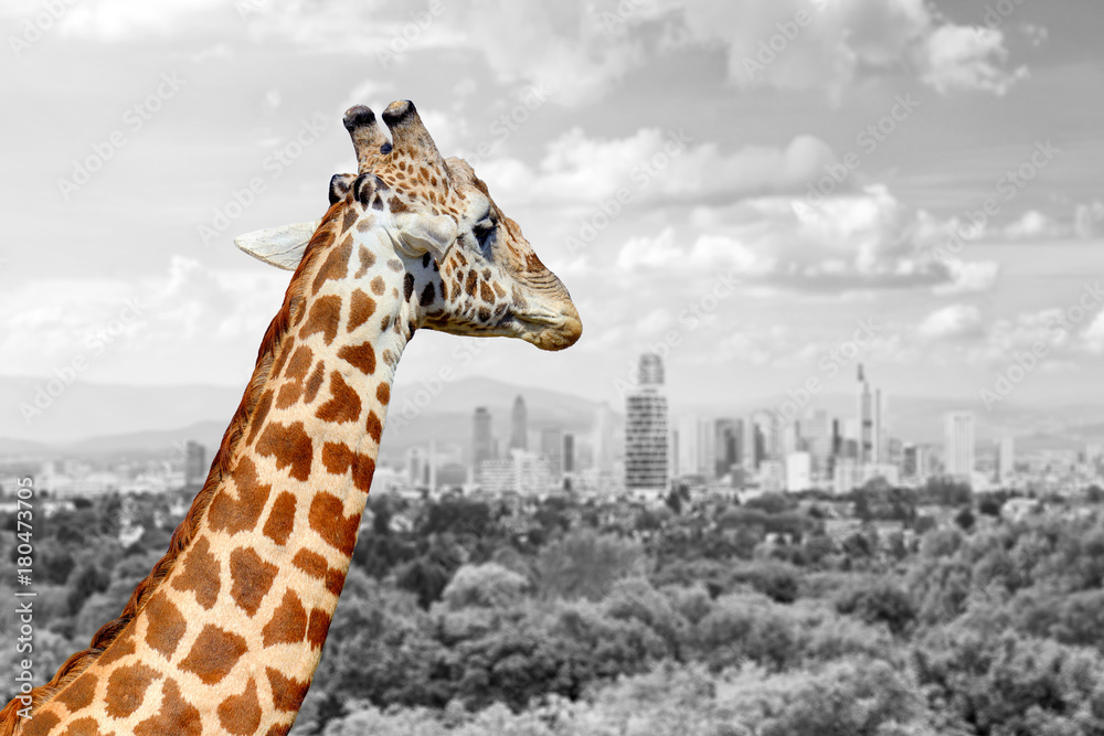 长颈鹿与城市的背景