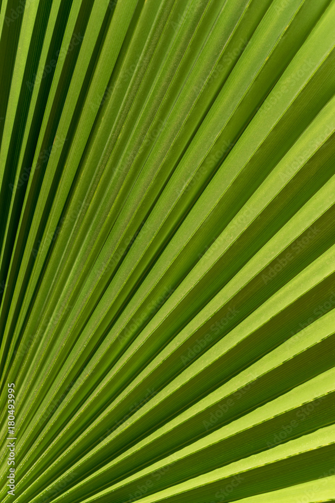 绿色棕榈叶的线条和纹理