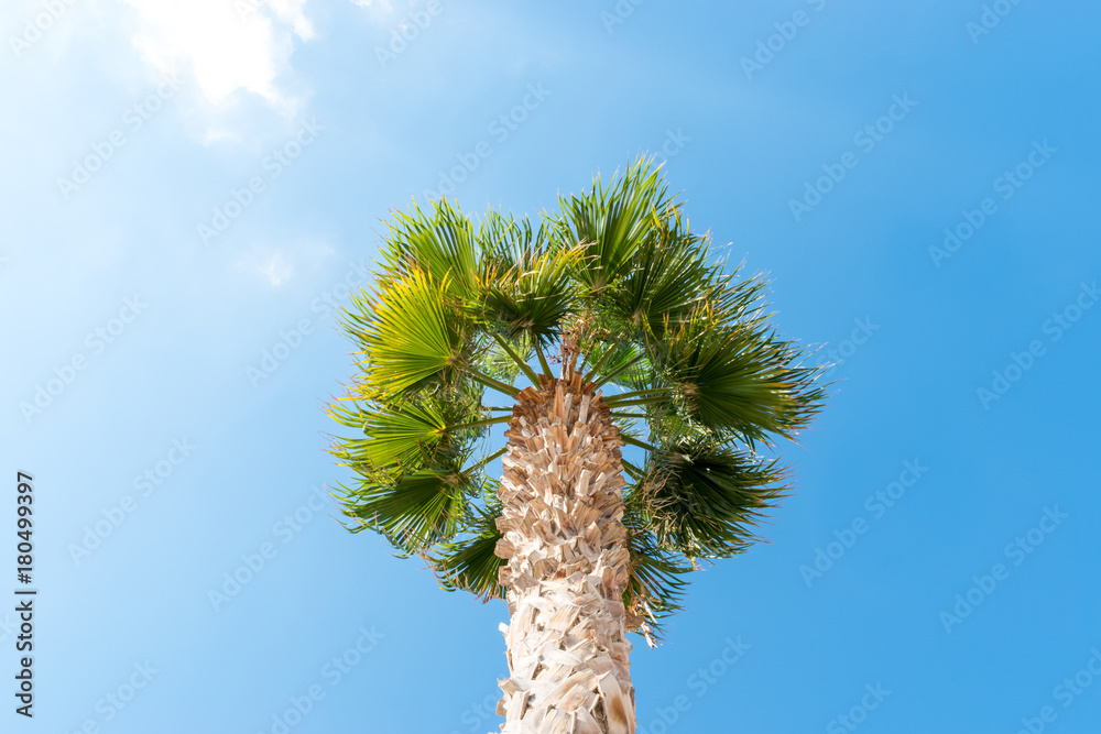 棕榈树-美丽蓝天下的完美棕榈树