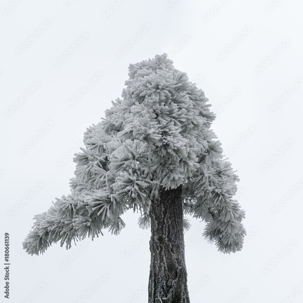 冬天的老松树