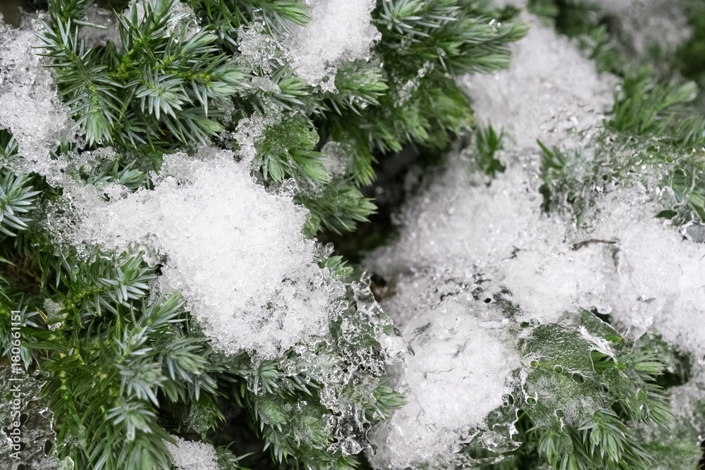  snow on pine needles