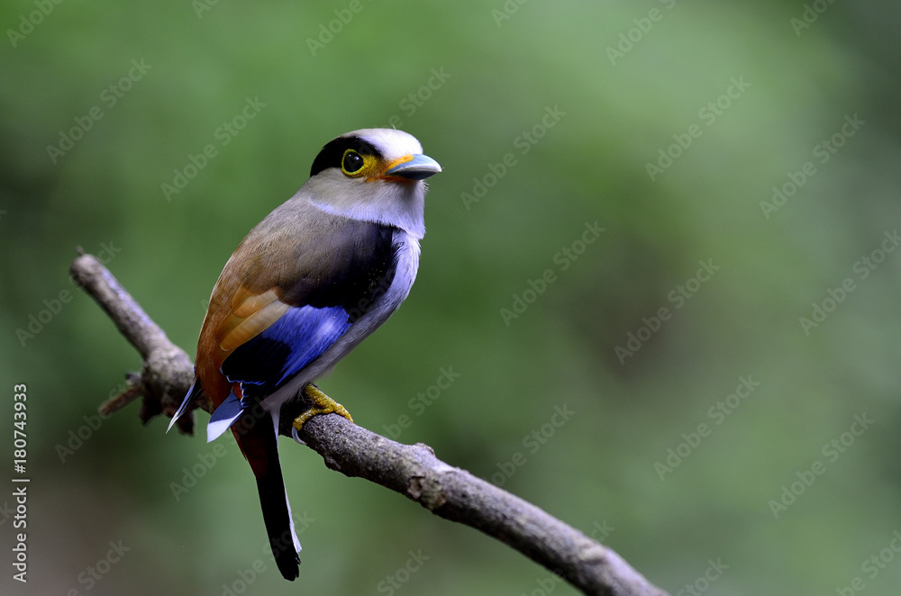 银胸宽嘴鹬（Serilophus lunatus）带天鹅绒项链的白蓝棕色鸟类栖息