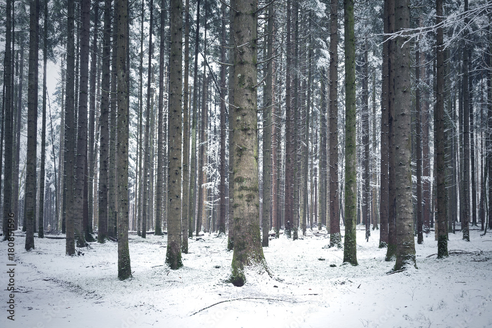 雪中的针叶林树木景观。