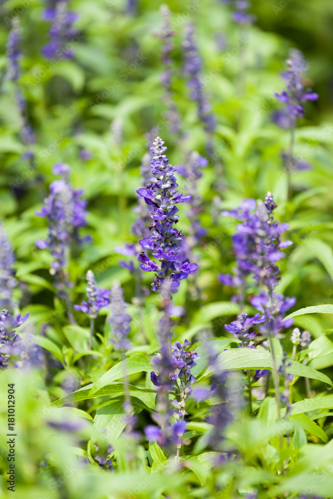 蓝色鼠尾草紫色花朵特写
