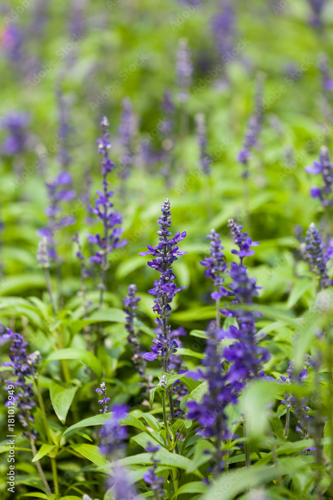 蓝色鼠尾草紫色花朵