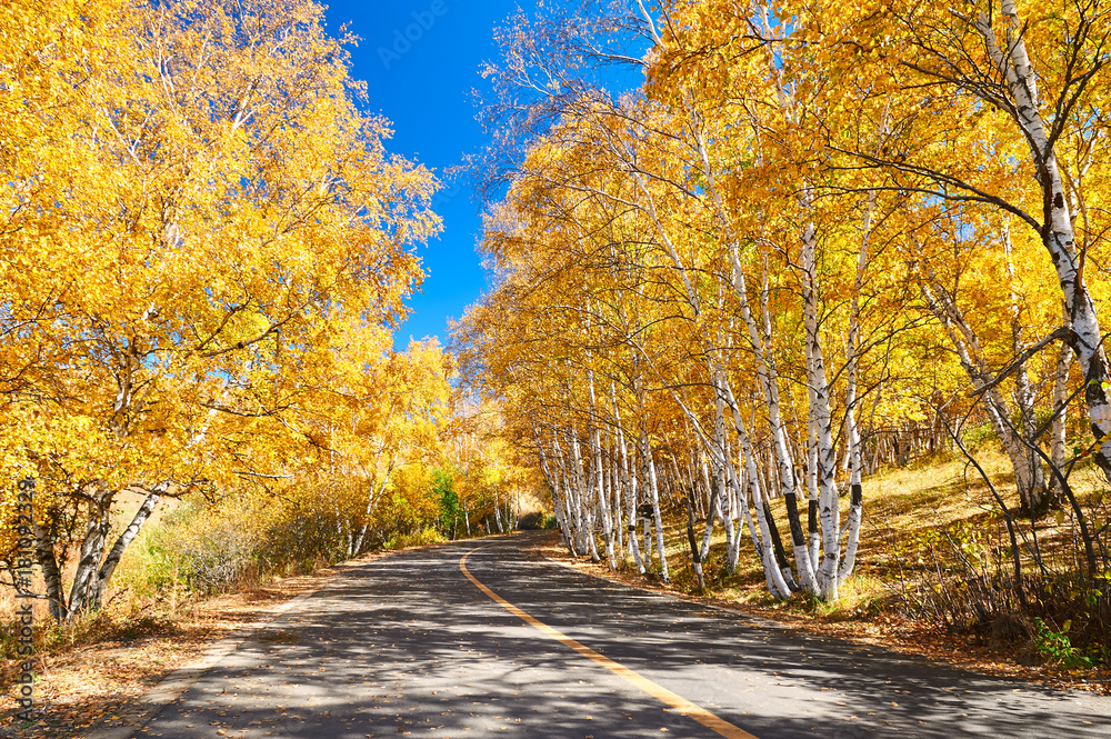 The golden color white birch scenic