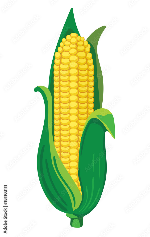 玉米。矢量插图在白色上隔离。