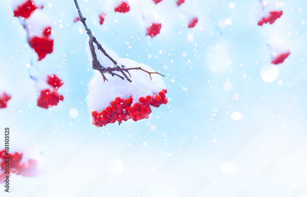 Beautiful bunch of red berries of mountain ash under a snow cap on a blue sky background with fallin