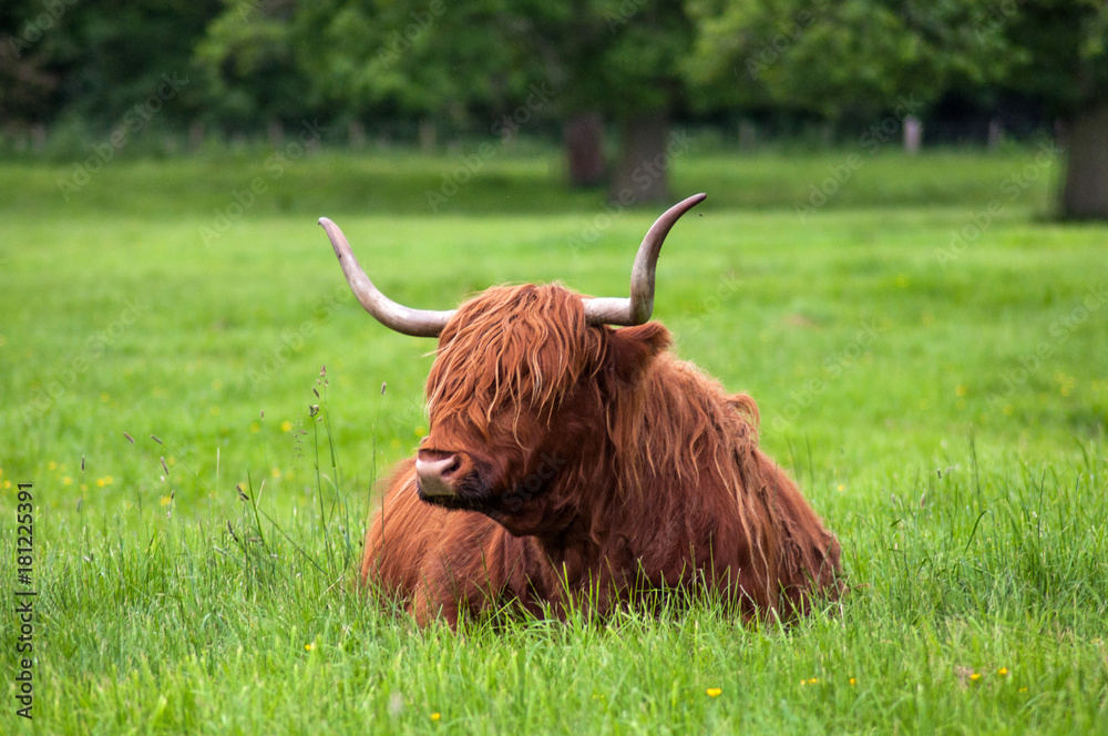 Typical Scottish hairy cows in the park at Glamis Castle, Scotland