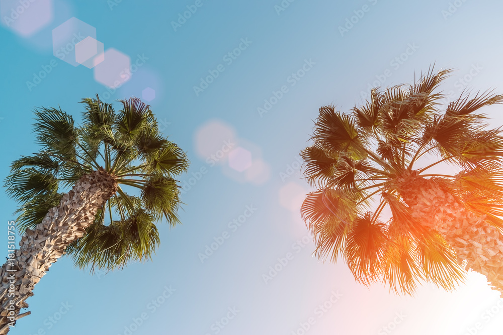 棕榈树-完美的棕榈树映衬着美丽的蓝天。阳光明媚。