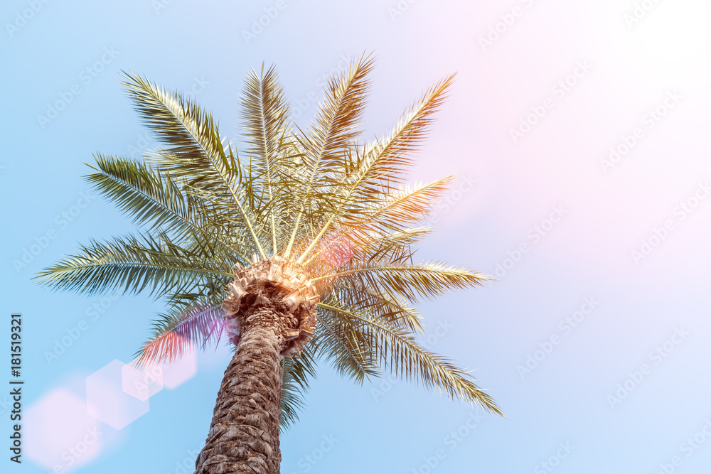 棕榈树-在美丽的蓝天下，完美的棕榈树。阳光明媚。