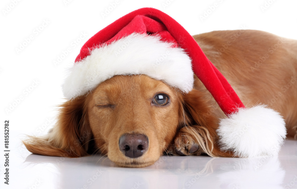 戴着圣诞老人帽子的腊肠小狗。