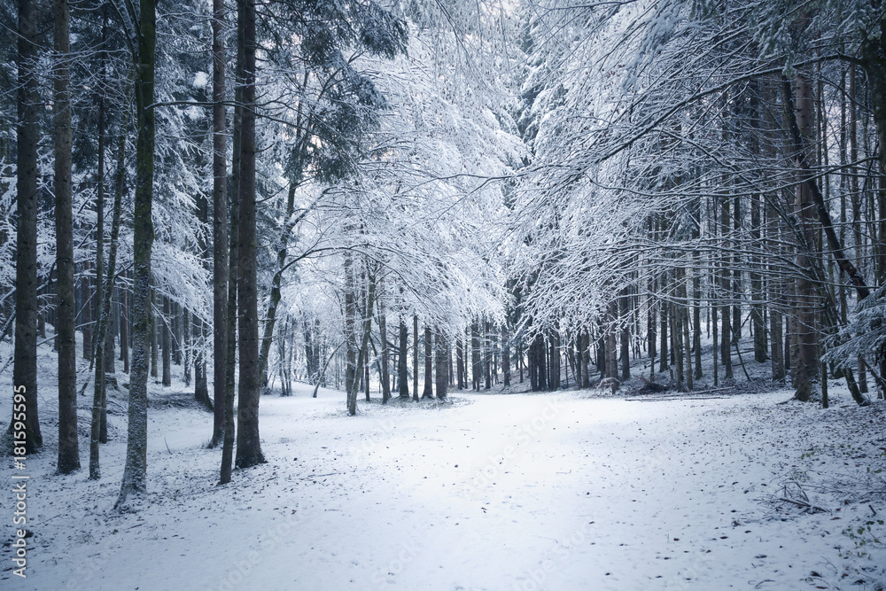 冬季白雪皑皑的森林树木景观。