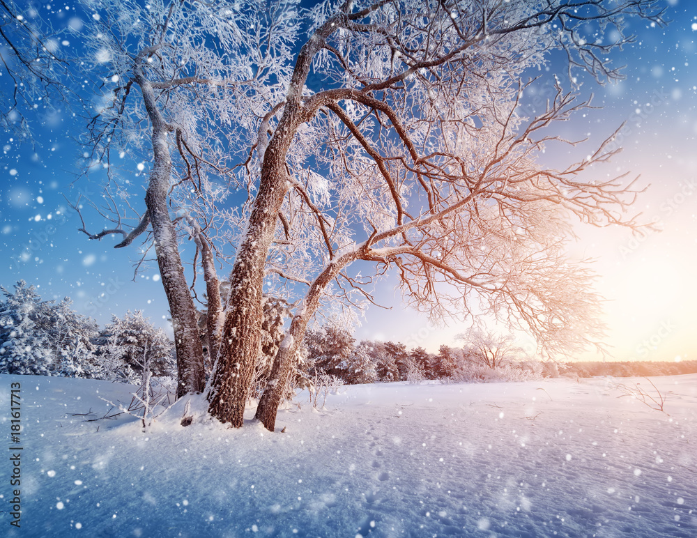 雪中黄昏的冬季景观中的美丽树木