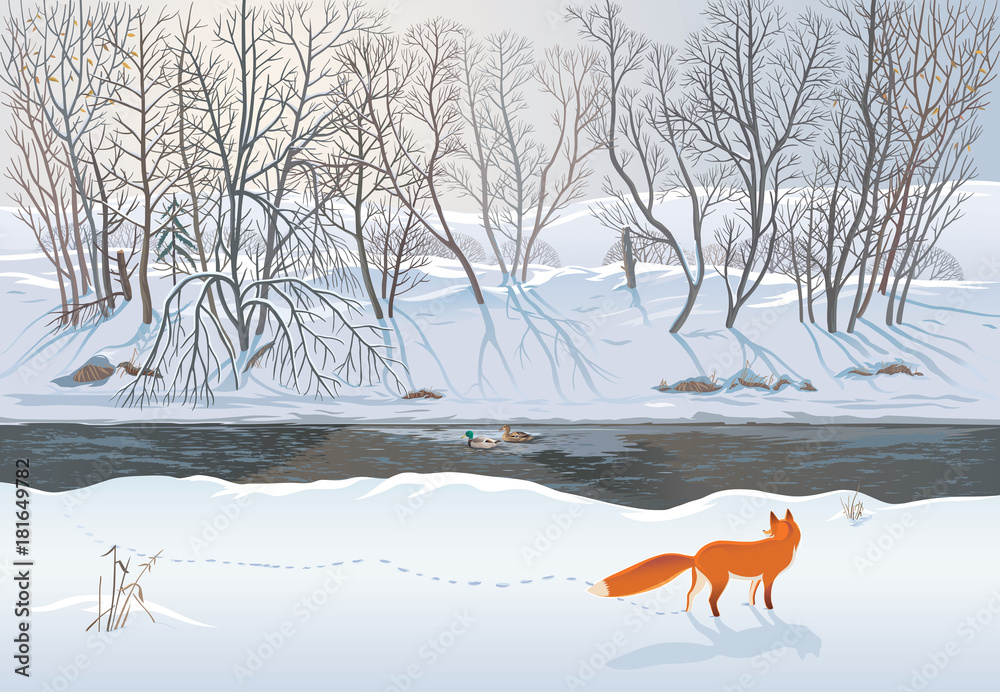 狐狸在冬季森林里猎鸭