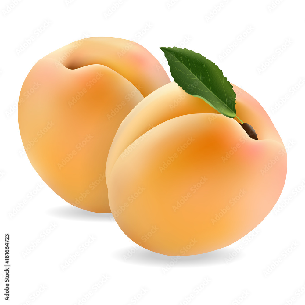 多汁的杏子，逼真风格的白底美味水果。矢量插图。