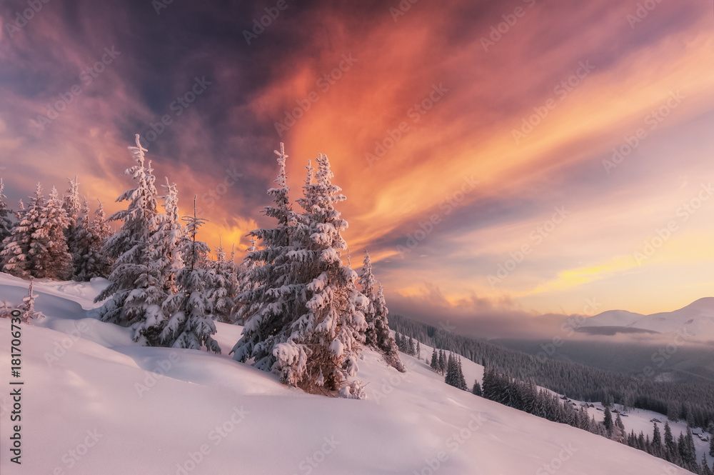 白雪皑皑的树木构成的戏剧性冬季场景。