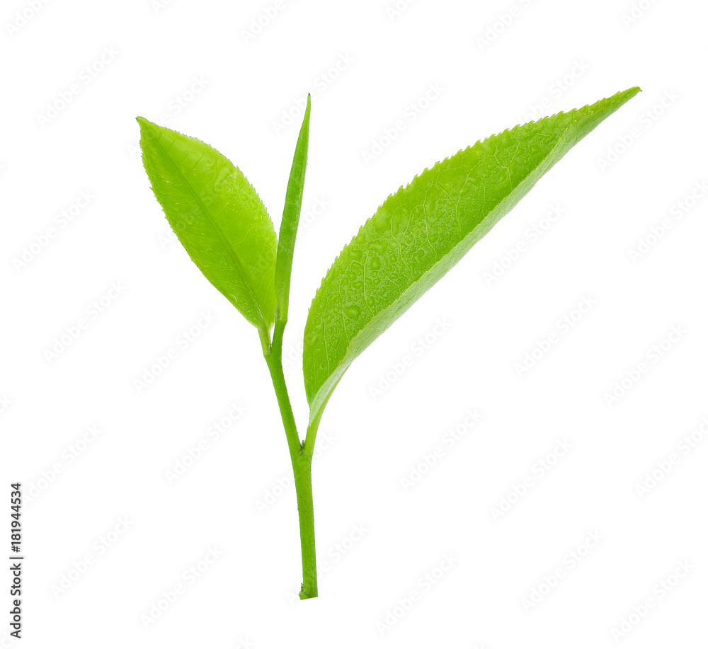绿茶叶子，白色背景上有水滴。