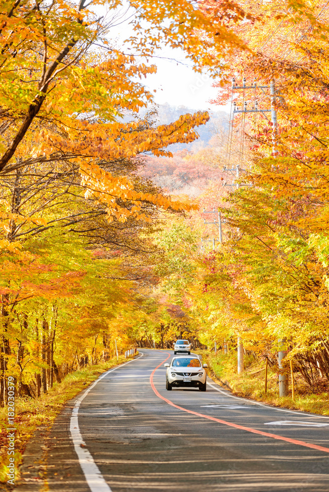 在日本青森，汽车与秋天的红叶一起沿着道路行驶的场景。美丽的乡间小路alo