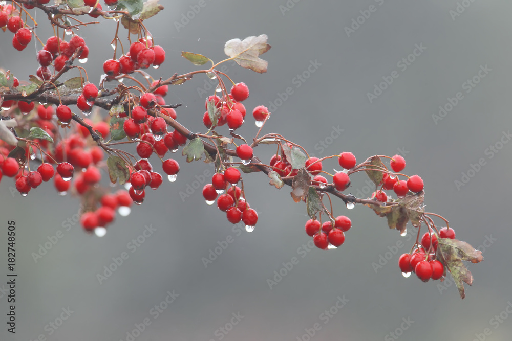 一个山楂树枝，上面有红色浆果和雨滴，孤立在灰色背景上