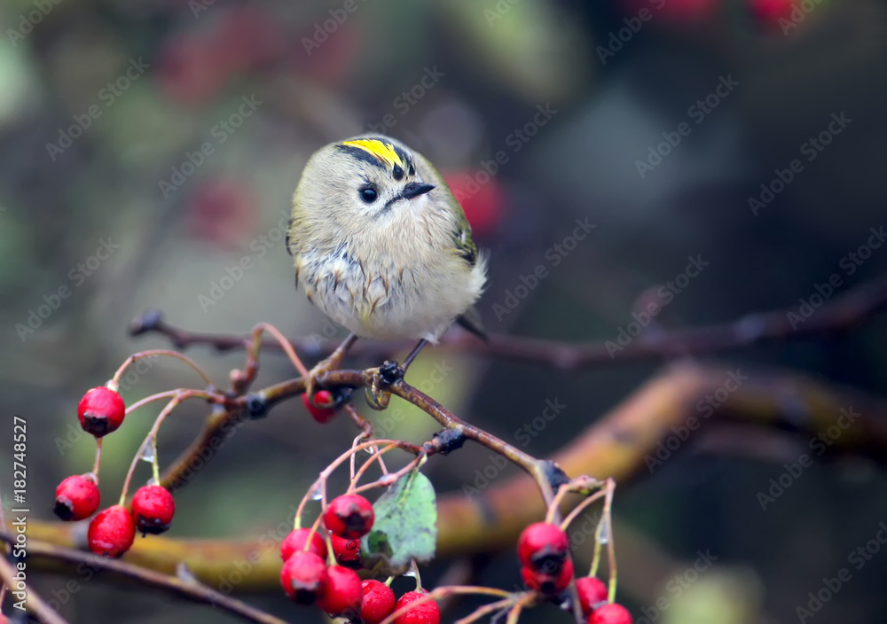 A goldcrest sits on a hawthorn bush wit a red berries and rain drops on them