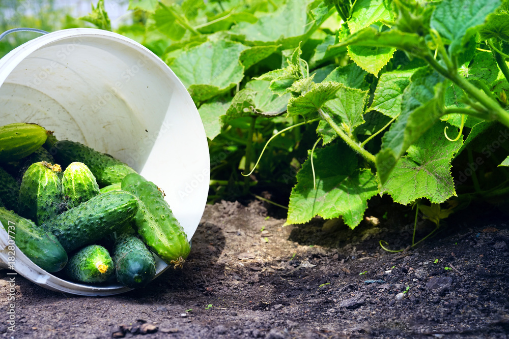 许多新鲜漂亮的小黄瓜放在一个白色塑料桶里，放在地上，背靠着一块地