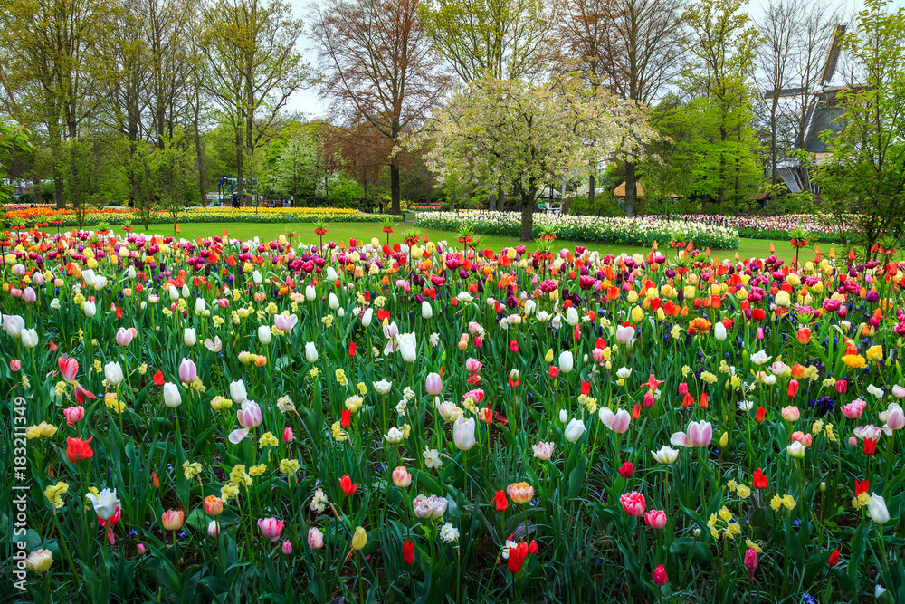 荷兰Keukenhof公园里五颜六色的新鲜郁金香和春花
