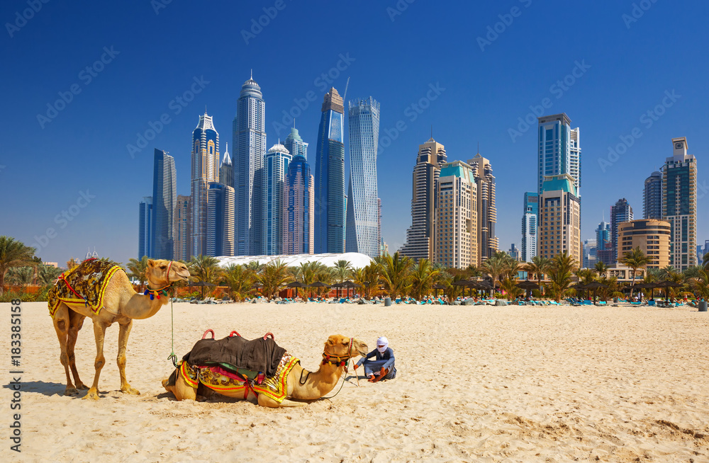 阿拉伯联合酋长国迪拜朱美拉海滩上的骆驼和后面的摩天大楼