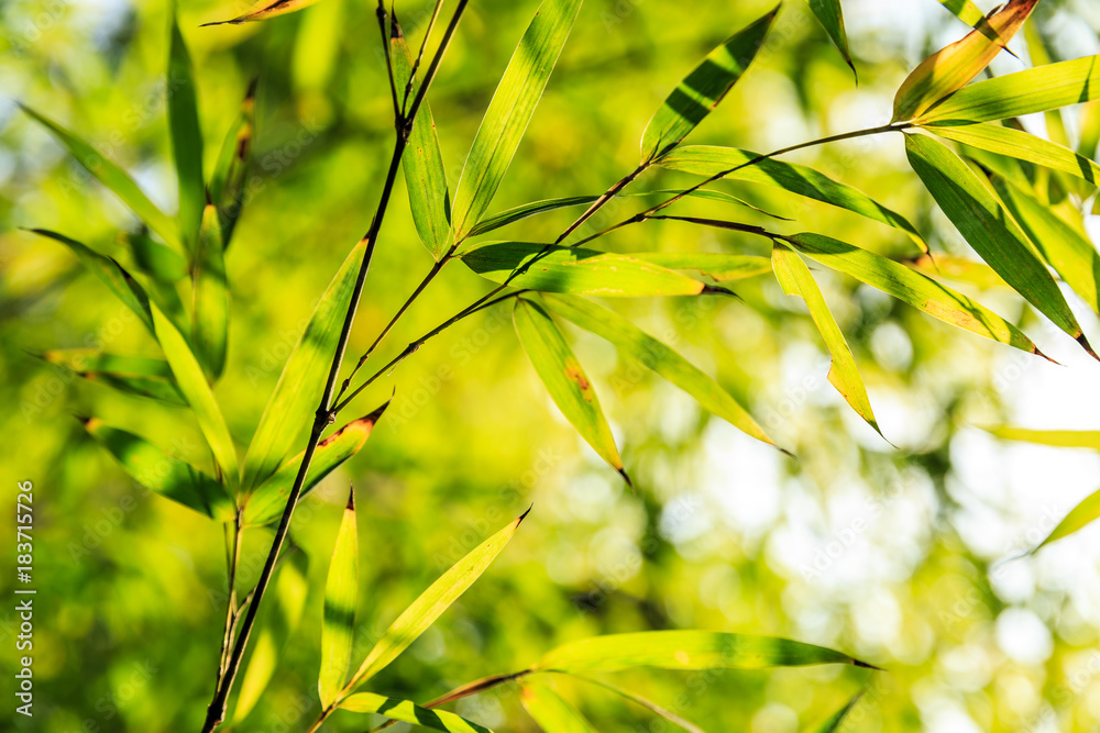 竹林中的绿色竹叶
