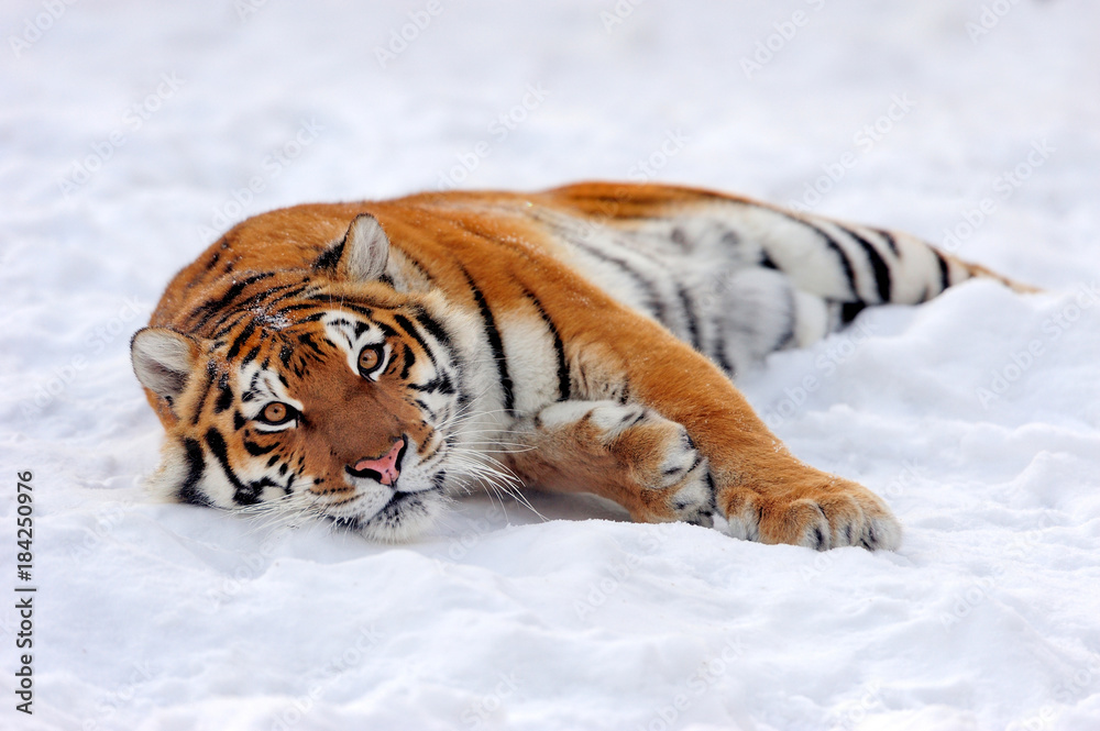 雪地里的老虎