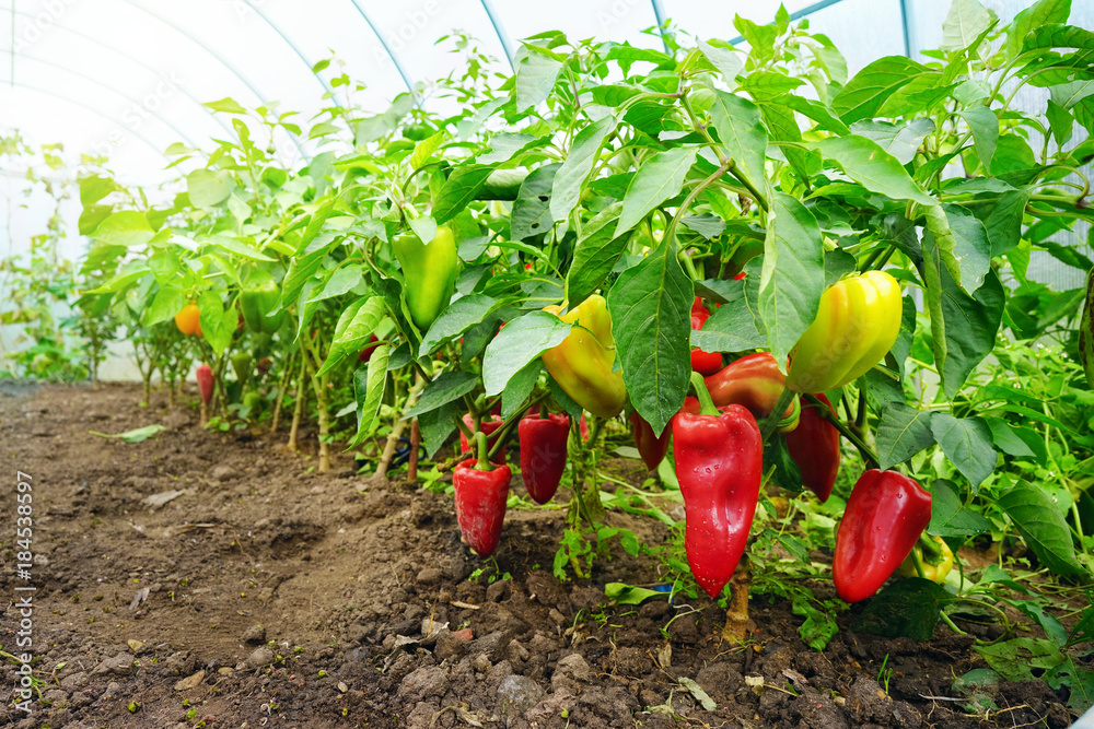 在温室里种植甜椒，透视照片。新鲜多汁的红绿色和黄色辣椒