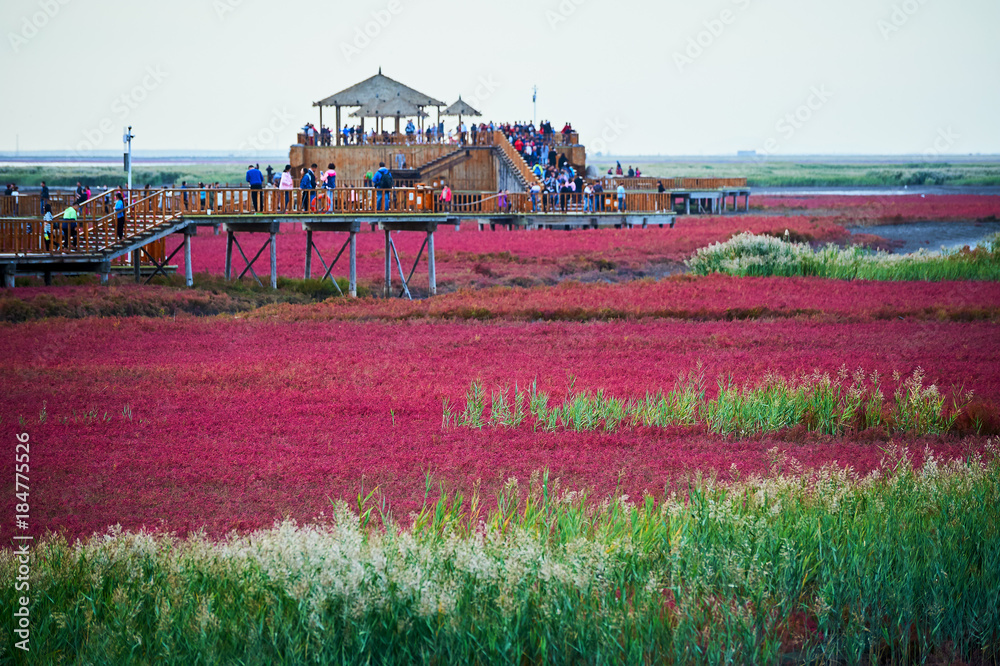 盘锦市红色沙滩景观。