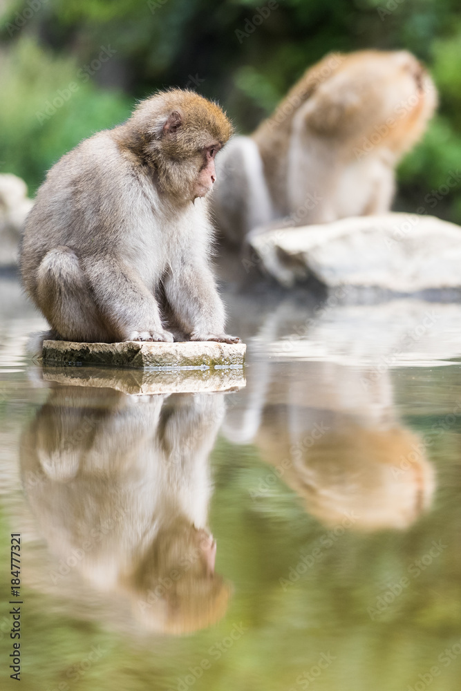 Jigokudani猴子公园，猴子在日本长野的天然温泉中沐浴