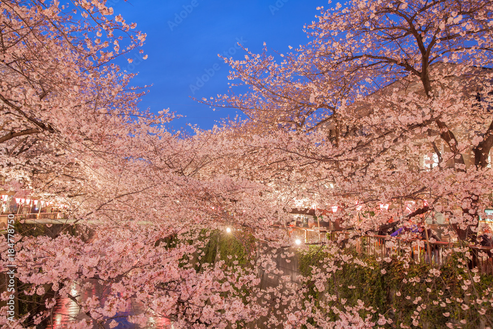 Tokyo sakura cherry blossom with light up at Nakameguro , Tokyo