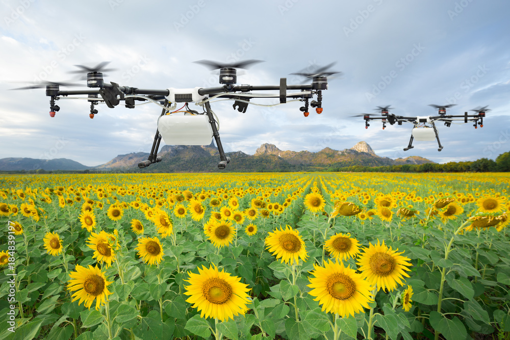 农业无人机在向日葵地上飞行，智能农场概念